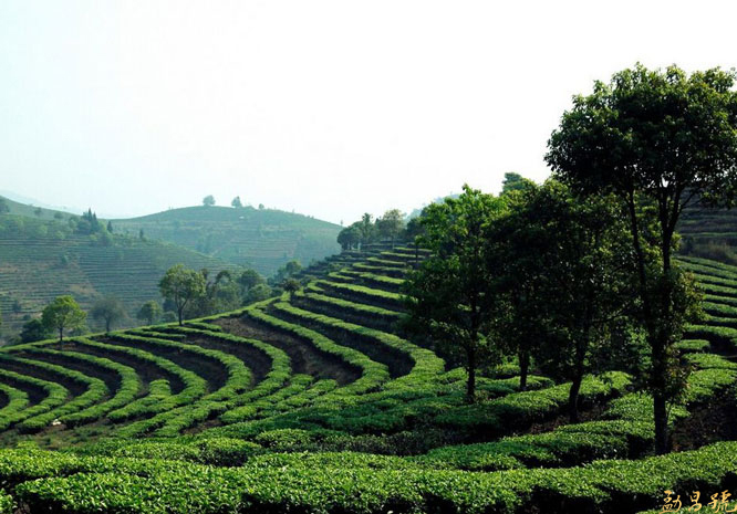 云南省市监局部署“普洱茶放心消费”专项行动。
