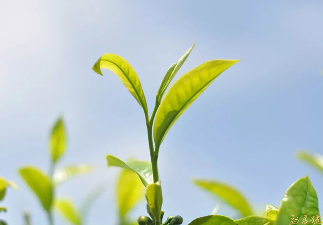 云南名山春茶鲜叶及原料价格将于4月23日揭晓。