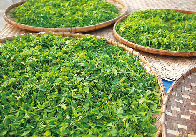 2019年普洱茶春茶减产，价格是涨还是跌？