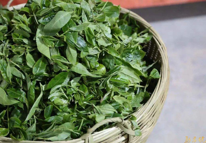 云南省首次发布云茶产业绿色发展公报 普洱茶品牌价值再次居首！