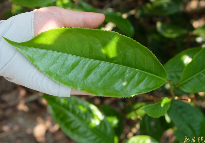 带你了解普洱茶原料——云南大叶种茶。